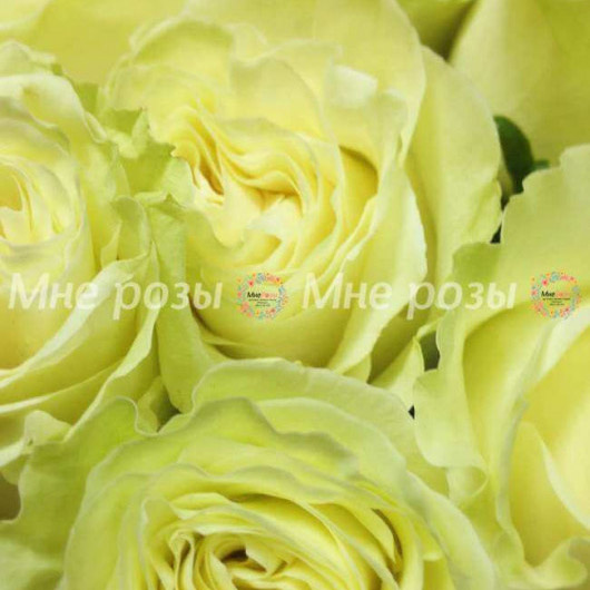 Роза белая Мондиаль длинная 80см